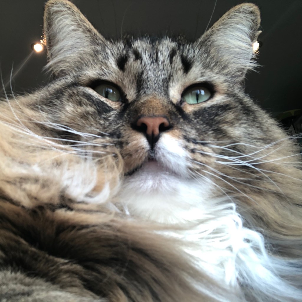 Squares Top :Top Cat