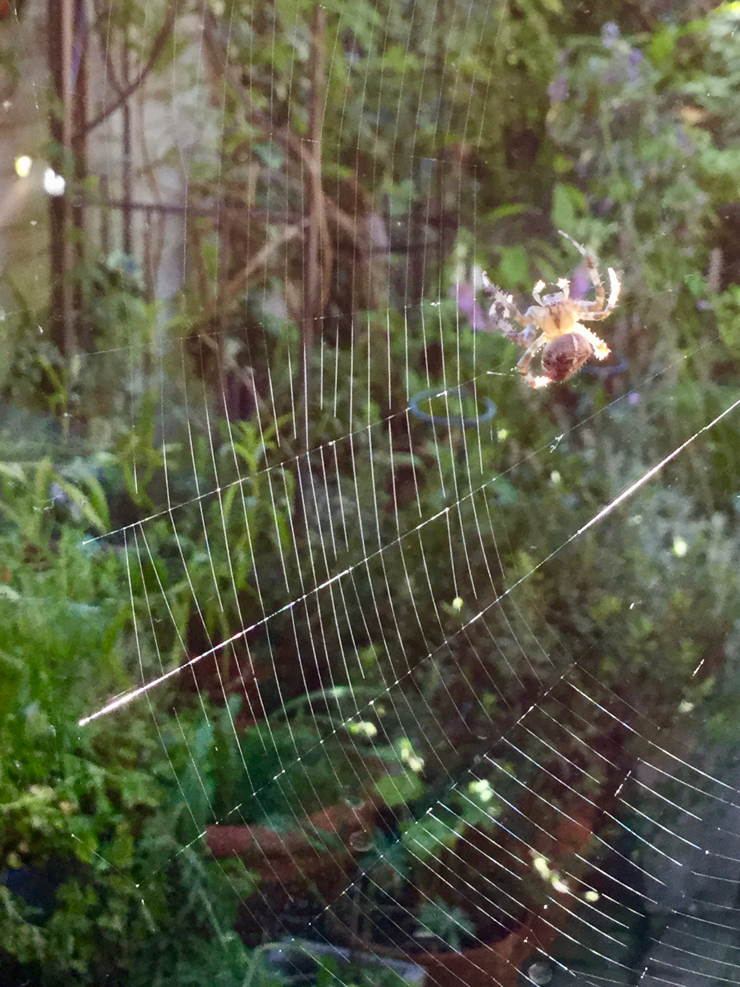 Oh what a tangled web we weave.......