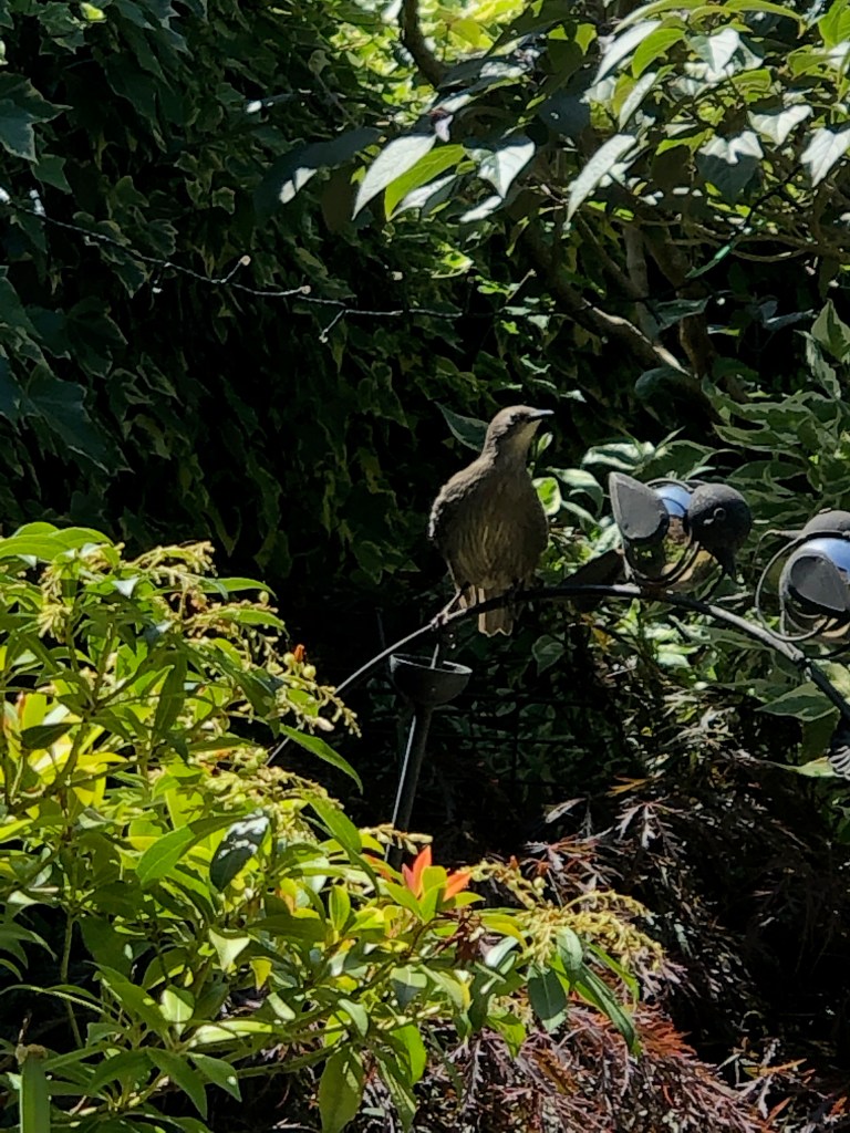 The Robin parents are tirelessly feeding their young all day- but, captured here -a moment of rest. 