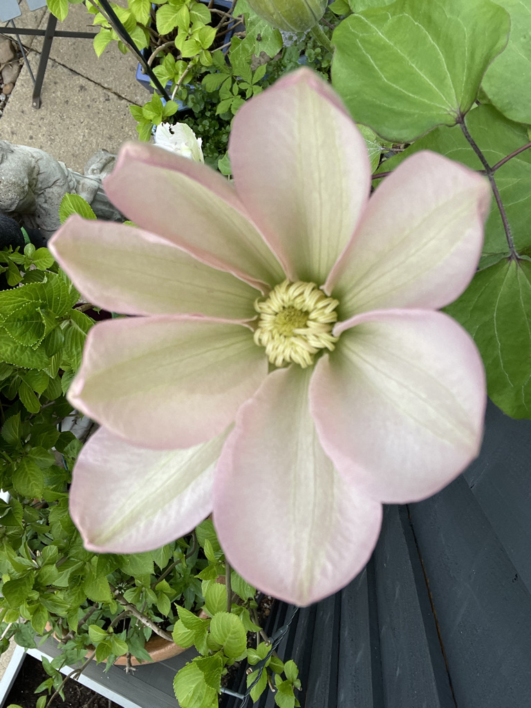 My new garden is just a paved courtyard with container shrubs and plants. This is the first Spring here and sadly, it seems, infested with insects. At least the birds will have a feast.