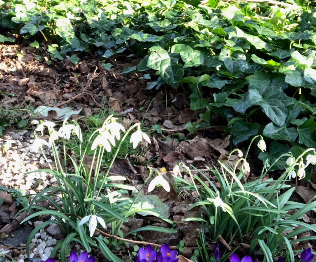 Silent Sunday : Missing my garden, Snowdrops mark the grave of Oscar my Daughter's beautiful snow leopard bengal cat. I hope they have flowered this year.